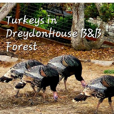 Dreydon House Bed And Breakfast Cambria Exterior foto