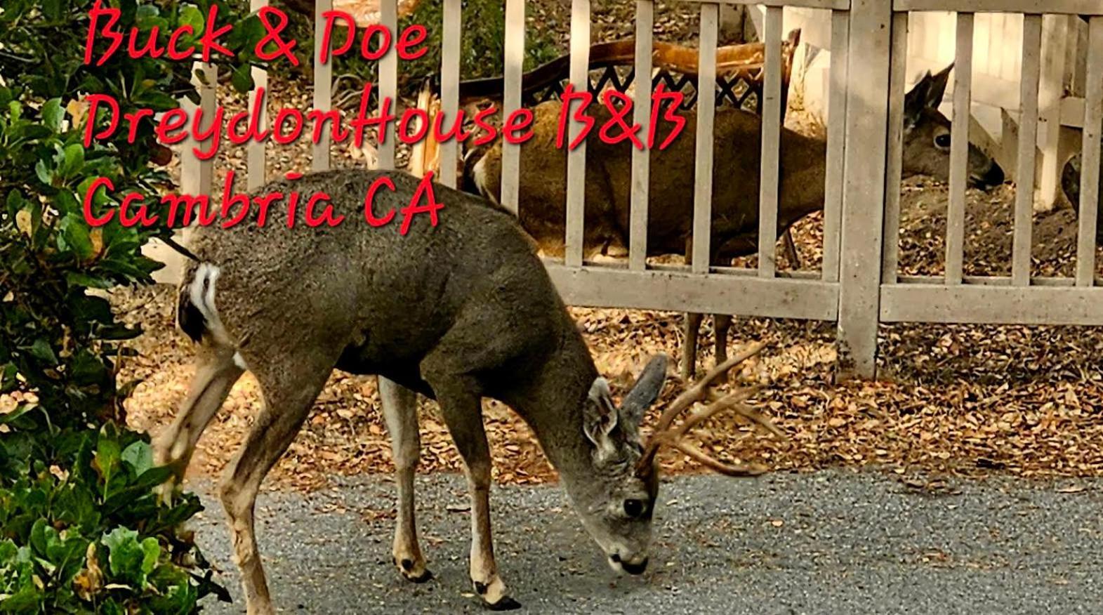 Dreydon House Bed And Breakfast Cambria Exterior foto